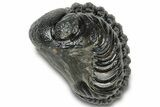 Long, Curled Austerops Trilobite - Morocco #323210-1